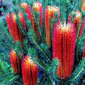Banksia ericifolia "Little Eric" Tree Seeds - Rare 5 Lantern Fireworks Variety for Unique Gardens