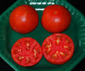 Celebrity Hybrid Tomato Seeds - 15 Count Packet - Heavy Producer, Compact Plant - Solanum lycopersicum