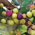 Sherbet Berry Plant Starter - 1 Grewia asiatica Edible Fruit - Drought-Tolerant Shrub, 6-15 ft, Antioxidant-Rich Berries