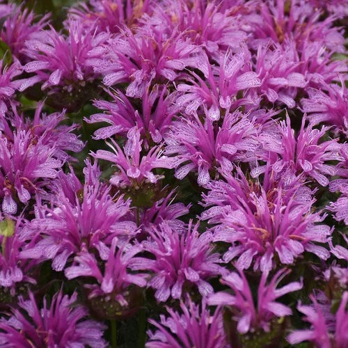 Amethyst Bee Balm Seeds - 100 Pack - Hummingbird Flower Seeds - Monarda fistulosa