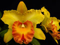 Cattleya Orchid Plant 2.5" Pot Rlc. Hawaiian Venture 'Carmela'