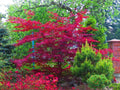 Amur Maple Tree Seeds - 30 Pack - Acer tataricum ginnala - Ideal for Planting, Fast-Growing, Hardy Trees