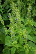 Chia Seeds Non-GMO - Salvia hispanica - Various Sizes Available - Healthy Superfood for Smoothies, Baking & More