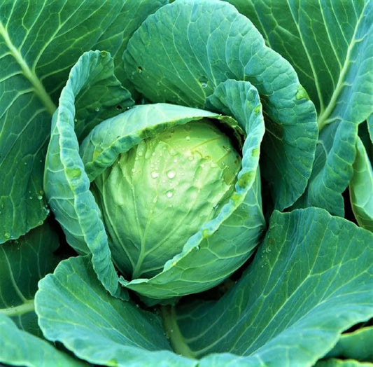 All Seasons Cabbage Seeds 300+ Non-GMO, Heirloom Variety, Brassica oleracea