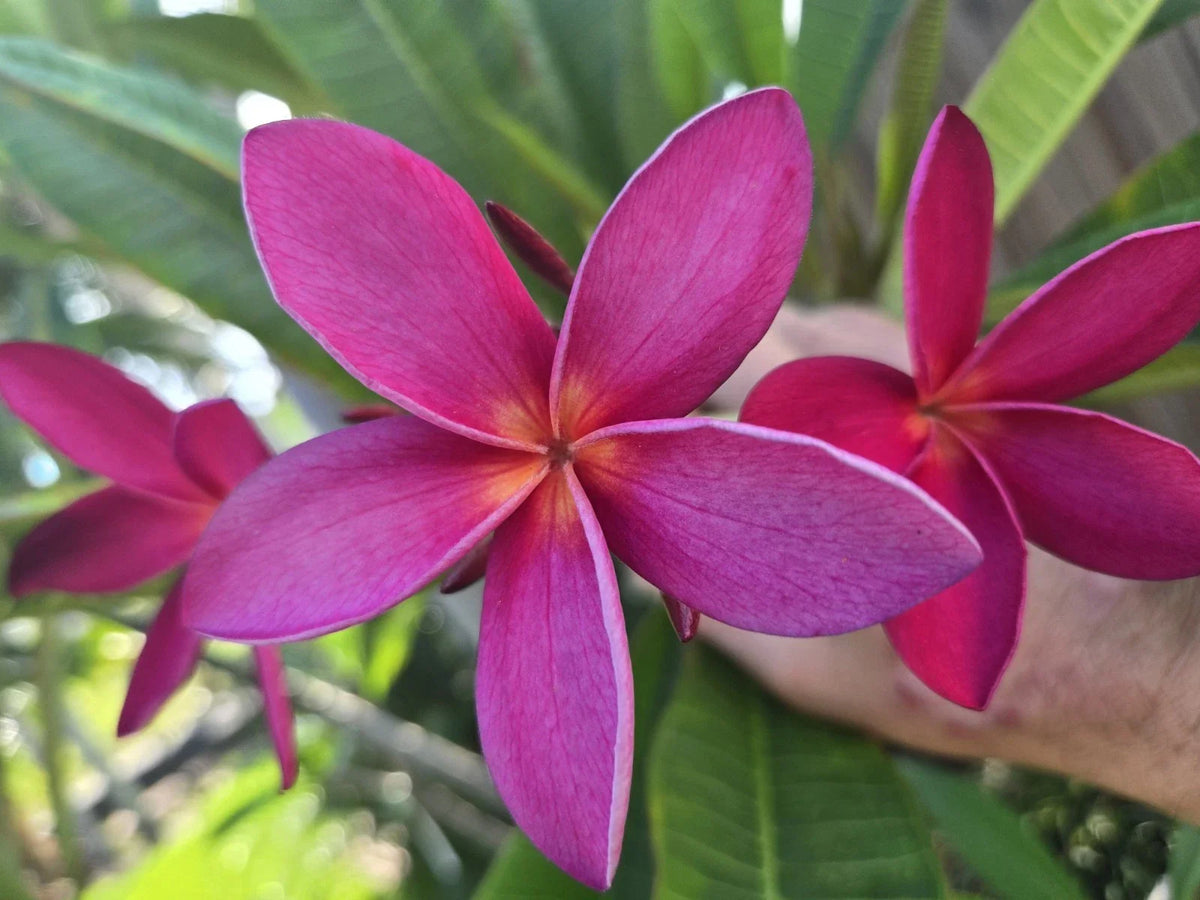 Rare Hawaiian Plumeria Cutting - KANEOHE SUNSET - Fragrant Tropical Plant - Plumeria spp.