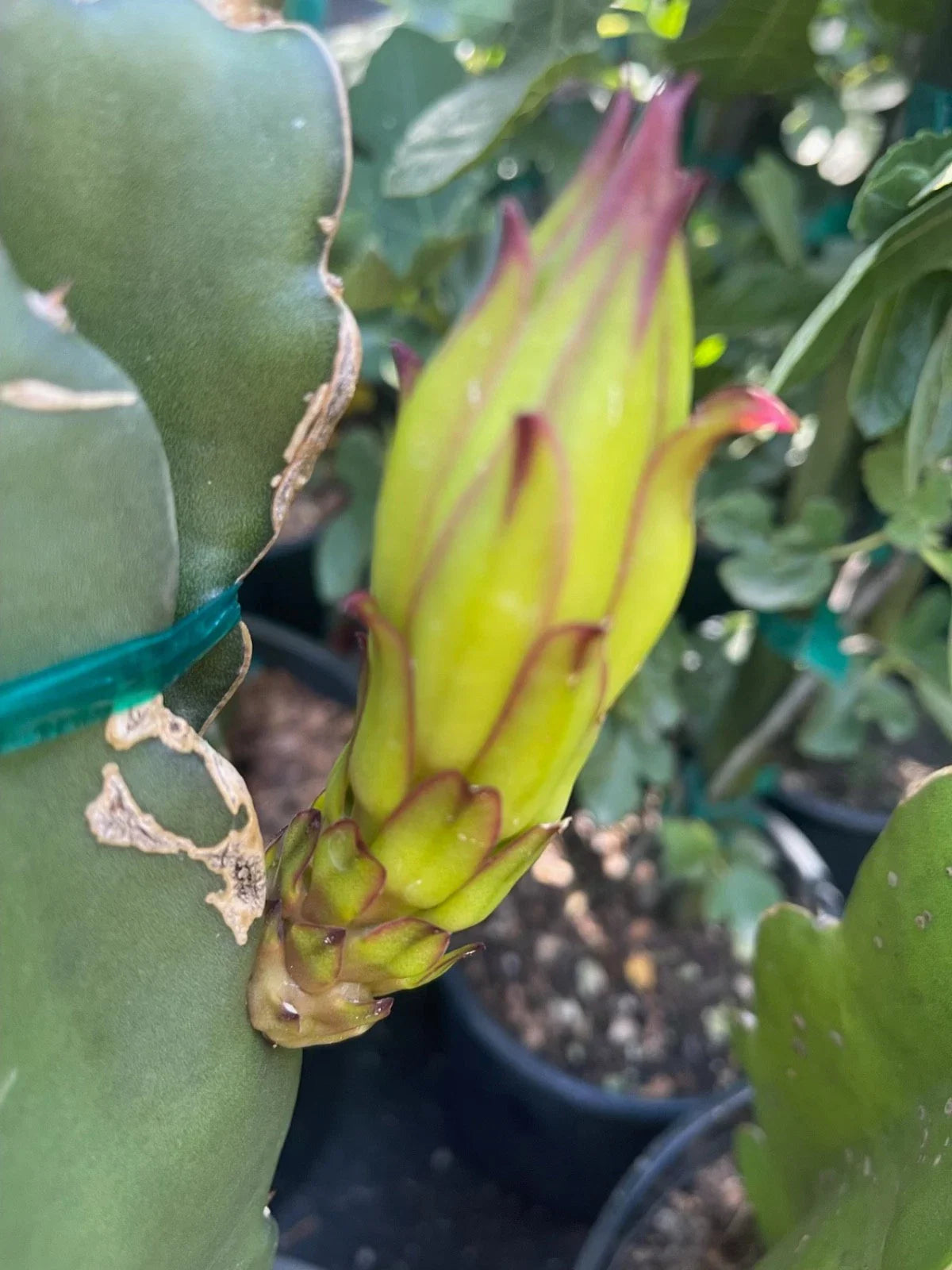 Colombian Yellow Dragon Fruit Cuttings 7 Inch+ True Pitahaya (Hylocereus megalanthus)