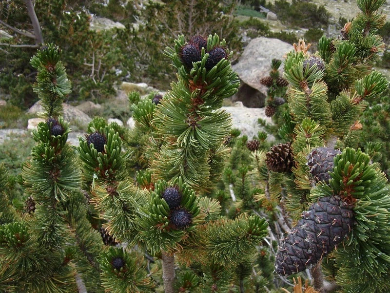 Bristlecone Pine Tree Seeds, 15 Seeds, Pinus aristata, Drought-Resistant, Hardy Conifer for Landscaping
