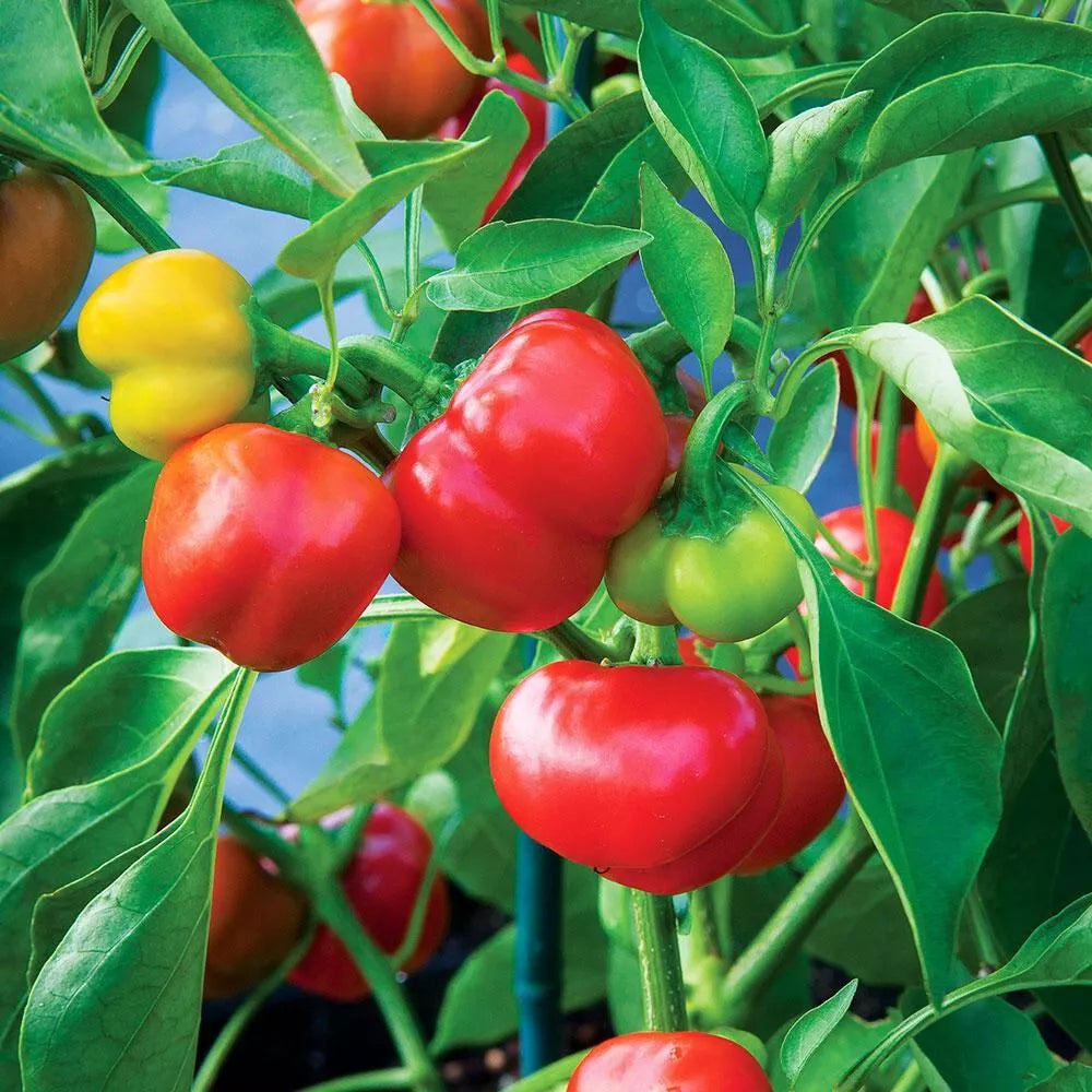 Pimento Red Pepper Seeds - Set of 1000 - Capsicum annuum - Non-GMO Gardening Seeds for Home Vegetable Garden