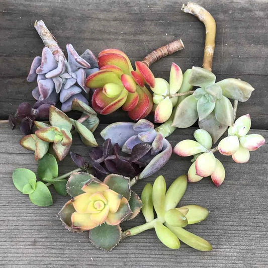 Colorful Succulent Cuttings - Mystery Variety (14) - Assorted Colors and Shapes - Perfect for Plant Lovers and DIY Decor