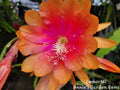 Epiphyllum Cuttings - 8 to 10 Inches - Immortal Variety - Unrooted Epiphyllum oxypetalum