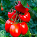 Organic Rio Grande Tomato Seeds - Heirloom, Non-GMO, 30+ Fresh Seeds - Perfect for Home Gardening