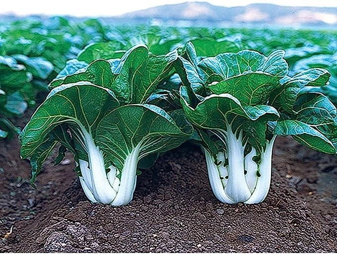 Joi Choi F1 Hybrid Pak Choi Seeds - 100 Seeds - Chinese Cabbage - Brassica rapa var. chinensis