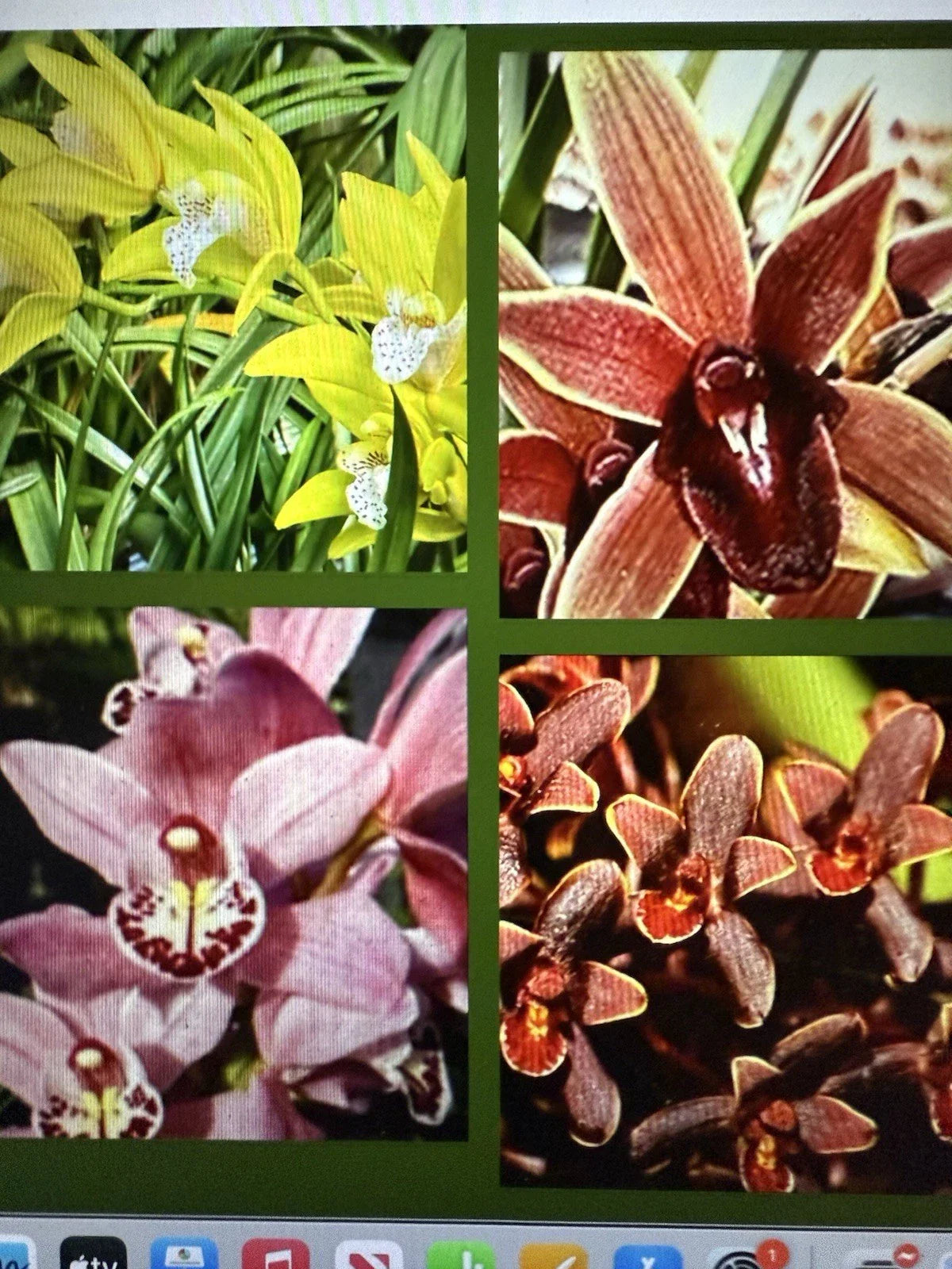 Cymbidium Orchid Seedling Bare Root - Choose from 8 Varieties - Quality Plant for Home or Garden