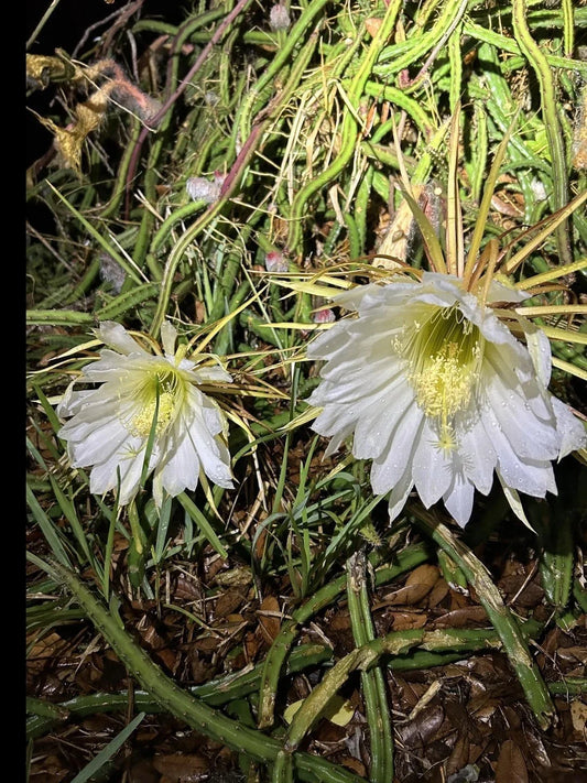 Queen of the Night Cactus Plant - Rooted Selenicereus grandiflorus - Easy Care Blooming Cactus for Gifts