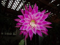 Epiphyllum Orchid Cactus Cutting - KIWI FANFARE Variety - Unique Tropical Succulent (Scientific Name: Epiphyllum spp.)