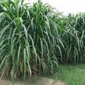Elephant Grass Seeds - 30 Seeds - Tallest Grass in the World - Pennisetum purpureum - Ships from Iowa