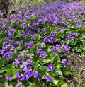 Purple Wild Violet Rhizomes, 100+ Bareroot, Organic Viola, Edible Perennial, Hardy Zones 6-10, Butterfly Attractant