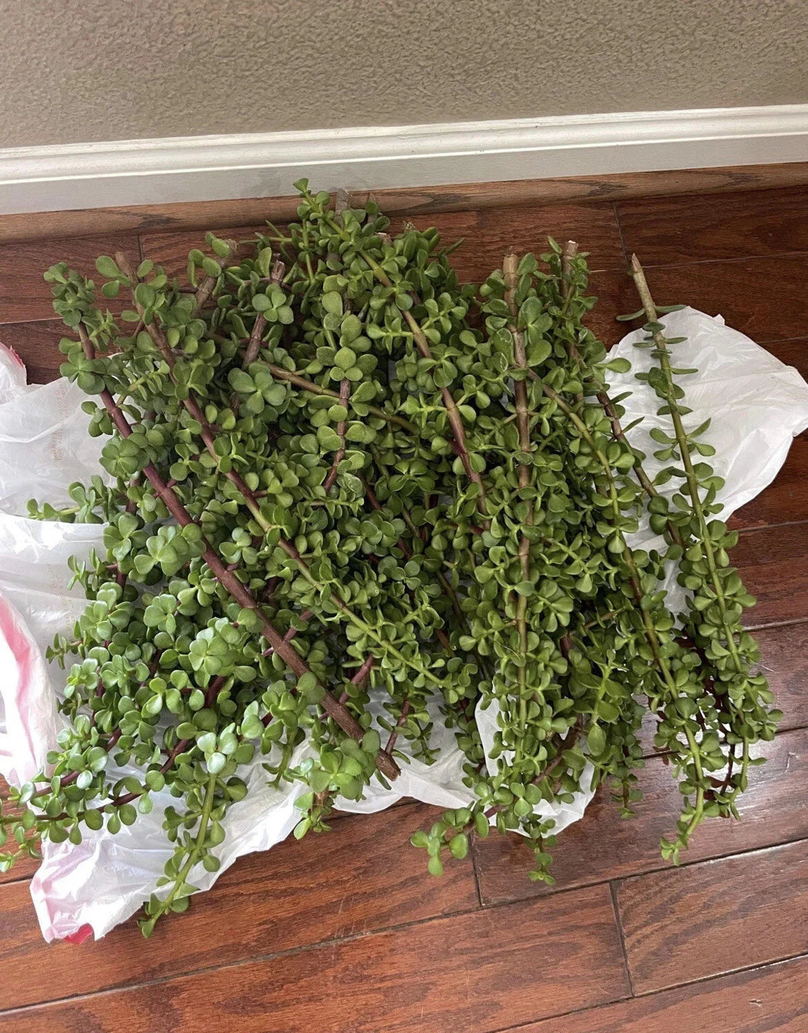 Large Portulacaria Afra Elephant Bush Cuttings - Dwarf Jade Succulent - 100 Cuttings for Planting and Propagation