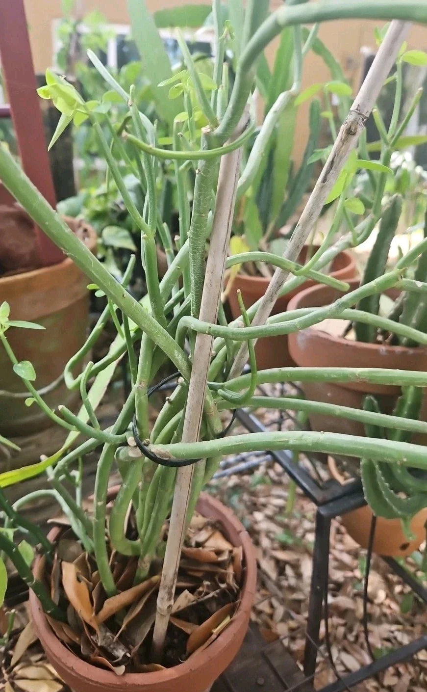 Euphorbia Cuttings - 4 Inch Easy to Root - Unusual Brazilian Species - Euphorbia lupulina