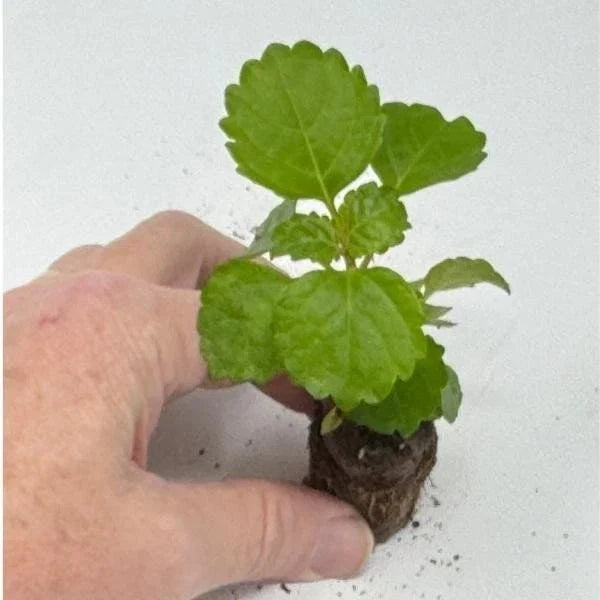 Plectranthus Swedish Ivy Green Live Rooted Starter House Plants - Ideal Indoor Plant for Home Decor