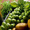 Brussels Sprouts Seeds - 500+ Pack - Nelson F1 Variety - Brassica oleracea - Garden Planting - USA