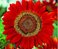 Red Sun Sunflower Seeds - 51+ Branching Cut Flowers for Summer Garden, Native Plant, Easy to Grow
