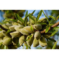All-In-One Almond Tree 3 Ft. Self Pollinating Bare Root Heavy Producing Prunus dulcis
