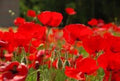 Red Poppy Seeds, 100+ Seeds, Stunning Red Variety, Papaver rhoeas - World's Most Popular Flower