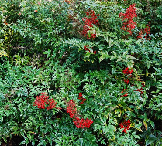 Nandina Domestica Live Plants - Heavenly Bamboo Shrub Seedlings 3"-6" - Ornamental Garden Plants