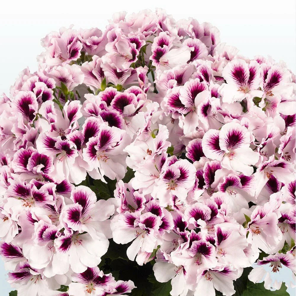 White Purple Geranium Seeds - 10 Perennial Flower Seeds for Garden - Geranium spp. - US Seller