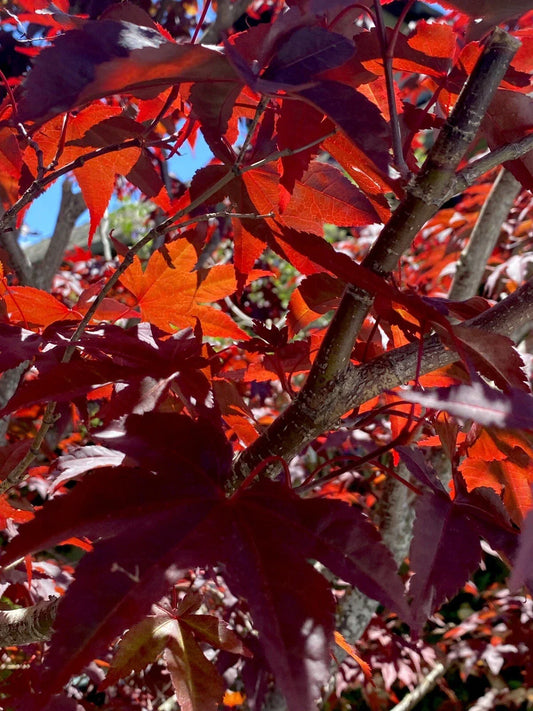 Japanese Red Maple Cuttings - Acer Palmatum - Six Stem Propagation Cuttings for Gardening and Landscape Design