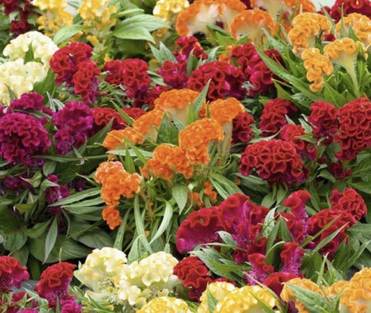 Celosia Seeds - 100+ Seeds Mixed Cockscomb - Celosia cristata