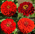 Zinnia Seeds Bulk - Hummingbird Reds Heirloom Non-GMO for Butterflies - 500 Seeds - Garden Flower Seeds