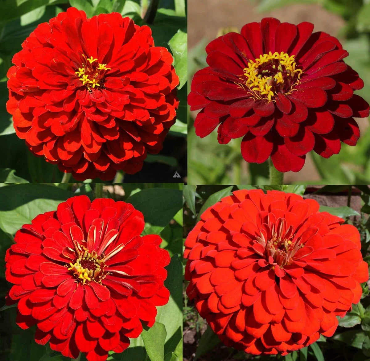 Zinnia Seeds Bulk - Hummingbird Reds Heirloom Non-GMO for Butterflies - 500 Seeds - Garden Flower Seeds