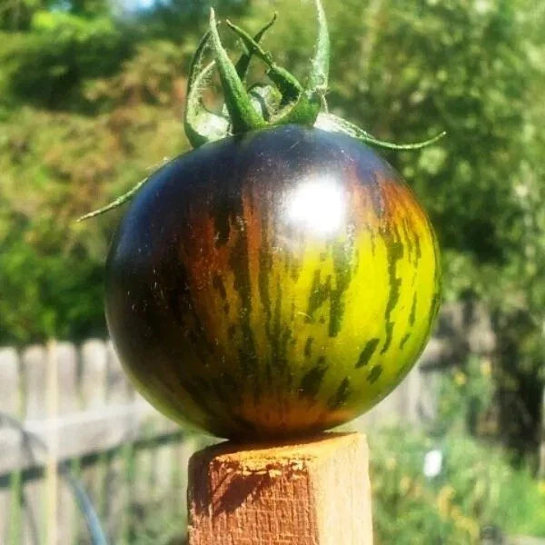 Green Zebra Tomato Seeds - Heirloom, Non-GMO, Organic - 10+ Fresh Seeds - Solanum lycopersicum