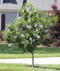 Rose Of Sharon Hibiscus Starter Plants 6-10" Bare Root Fast-Growing Summer Flowering Hibiscus syriacus
