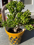 Ogre Ears Shrek ET Jade Plant Succulent Cuttings 5" Dwarf Green Gollum Crassula ovata 'Gollum'