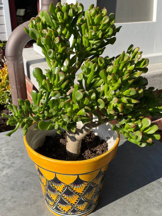 Ogre Ears Shrek ET Jade Plant Succulent Cuttings 5" Dwarf Green Gollum Crassula ovata 'Gollum'