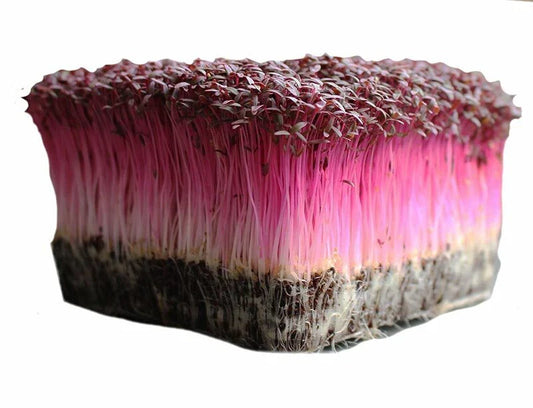 Bulk Microgreen Seeds - Amaranth Red Garnet | Non-GMO Vegetable Seeds for Healthy Sprouts