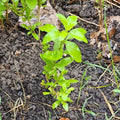 Goji Berry Plants - 10 Rooted Cuttings - Lycium Barbarum - Organic Superfood Garden Plants
