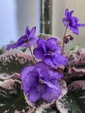 African Violet Leaves - 2 Pack - Optimara Friendship - Saintpaulia ionantha