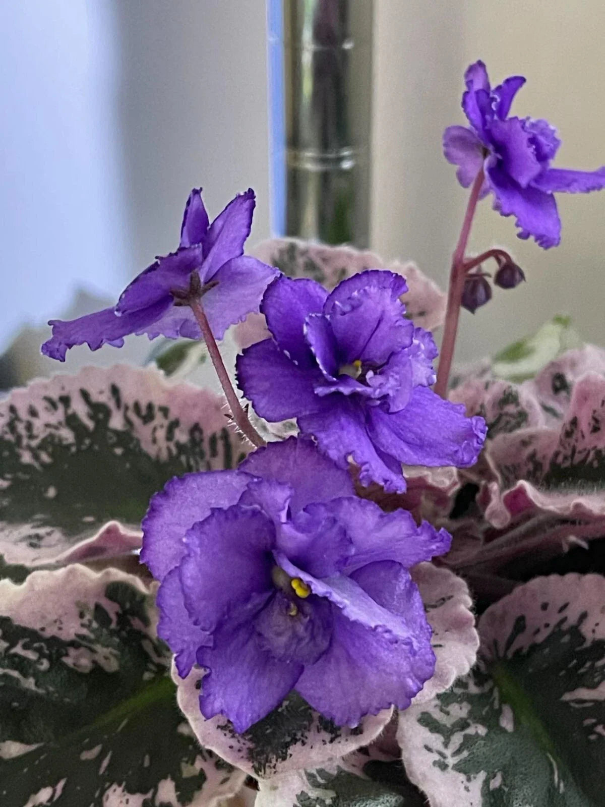African Violet Leaves - 2 Pack - Optimara Friendship - Saintpaulia ionantha