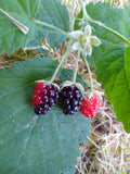 California Blackberry Plants x3 - Live Bare Root Organic Vitamin C Boosting Fruit - Rubus ursinus