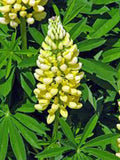 Lupine Seeds, 100 Count, Golden Yellow Variety, Beautiful Golden Flowers, Lupinus perennis