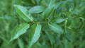 Bay Leaf Willow Cuttings - 4 Cuttings - Rare Salix pentandra