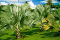 Mexican Fan Palm Tree Seeds - 20 Premium Quality Washingtonia Robusta Seeds for Planting and Landscaping