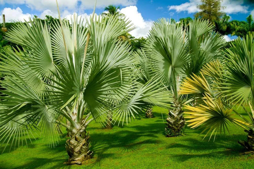 Mexican Fan Palm Tree Seeds - 20 Premium Quality Washingtonia Robusta Seeds for Planting and Landscaping