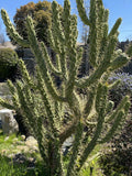 Opuntia Subulata “Eve’s Needle Cactus” Bundle - 8-10" Tall Lot of Cuttings - Prickly Pear Succulent Plant