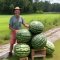Florida Giant Watermelon Seeds - 24 Heirloom Seeds - Non-GMO, Organic, Rare - Fresh - Citrullus lanatus
