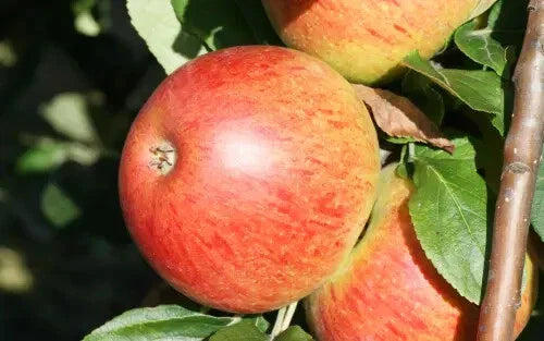 25+ Charles Ross Apple Seeds for Planting - Heirloom Variety - Malus domestica - USA
